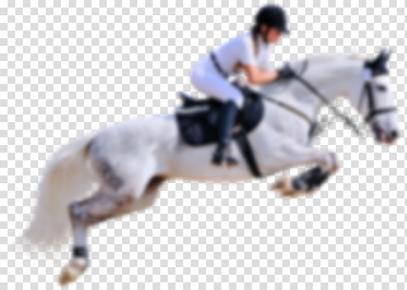 Stallion English riding Horse Jumping Rein, softball field transparent background PNG clipart