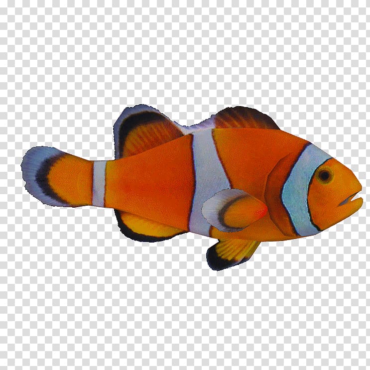 Bony fishes Ocellaris clownfish Orange clownfish, watercolor birds transparent background PNG clipart