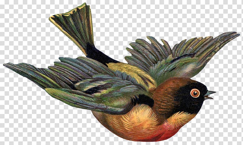 Bird Victorian era , Free bird transparent background PNG clipart