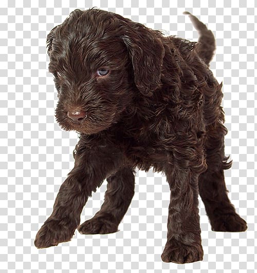 Cockapoo Barbet Schnoodle Portuguese Water Dog Goldendoodle, labradoodle transparent background PNG clipart