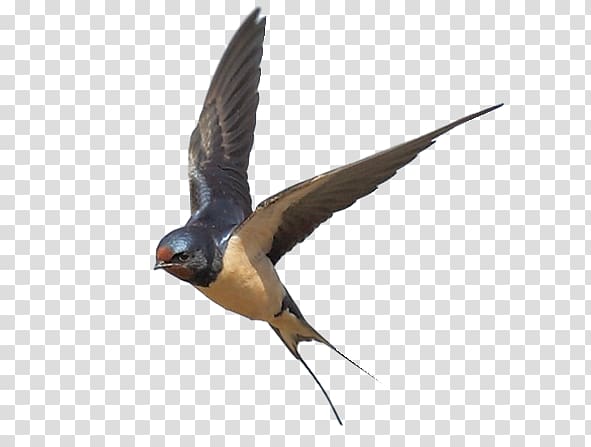 Edible bird\'s nest Bahama swallow Barn swallow, swallow transparent background PNG clipart