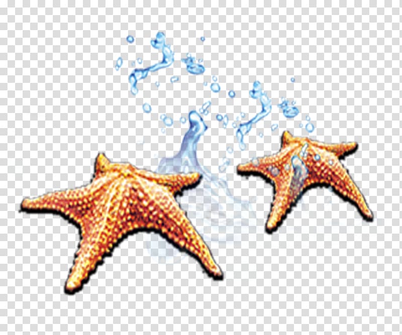 Starfish , starfish transparent background PNG clipart