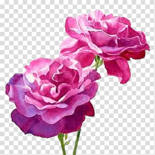 Still Life: Pink Roses Watercolour Flowers Watercolor painting, painting transparent background PNG clipart