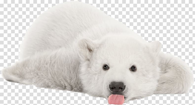 The Polar Bear Arctic Cuteness, polar bear transparent background PNG clipart