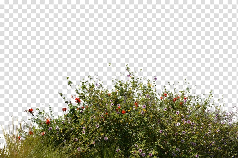 Shrub Wildflower, landscape transparent background PNG clipart