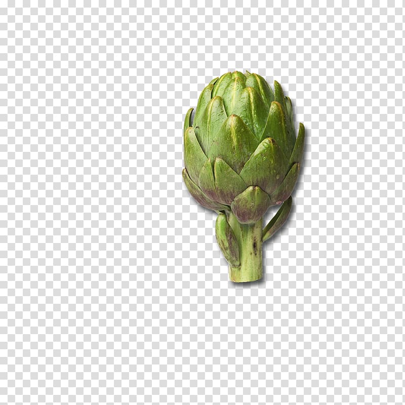 Artichoke Perennial vegetable Scolymus hispanicus Cynara, Ombre transparent background PNG clipart