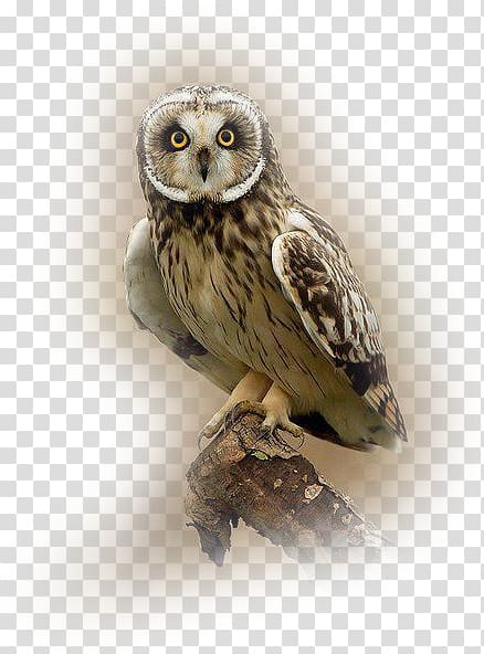 brown owl, Great Grey Owl Bird Tawny owl Short-eared Owl, owl transparent background PNG clipart