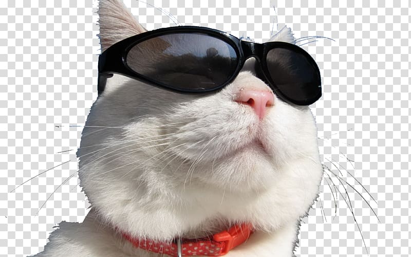 Cat Trade Day trading Foreign Exchange Market, Sunglasses cat transparent background PNG clipart