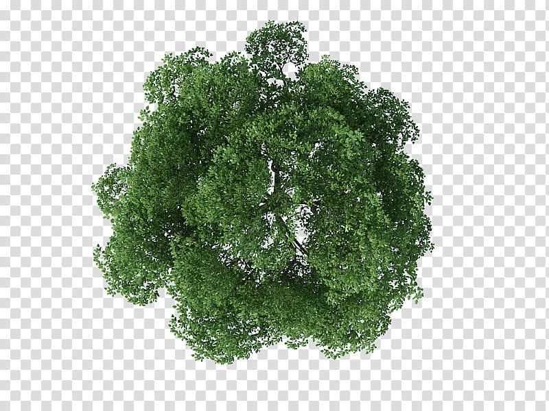 Tree Rendering, tree top view, of brown and green tree transparent background PNG clipart