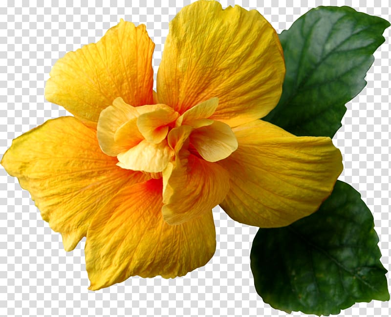 Flower Yellow , tropical flower transparent background PNG clipart