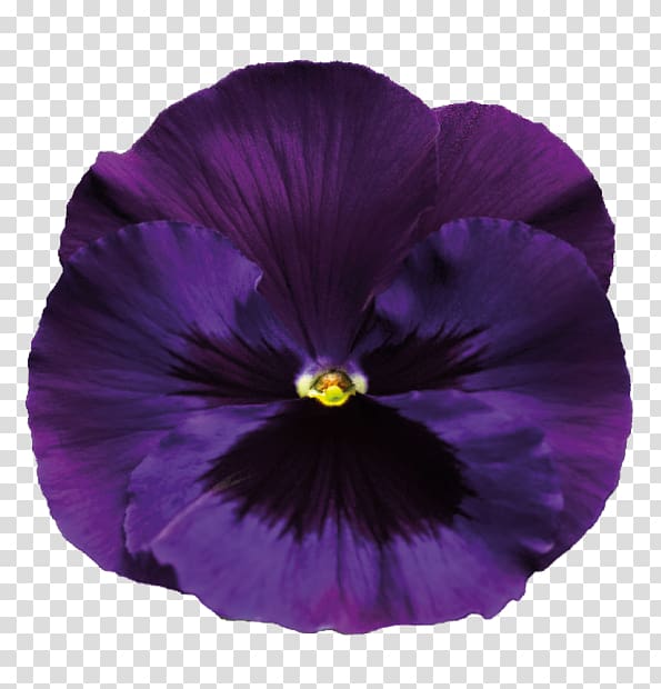 Sweet violet Flower Purple Pansy, violet transparent background PNG clipart