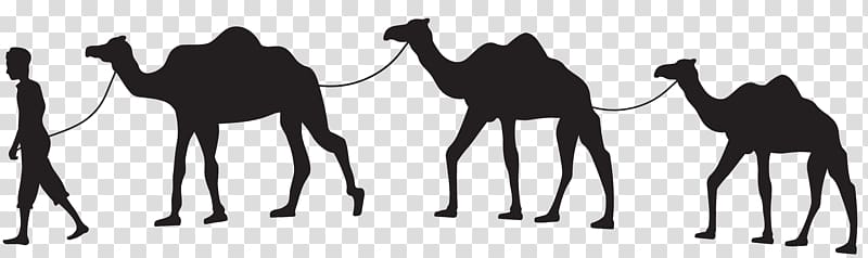 Dromedary Camel train Silhouette Horse , camel transparent background PNG clipart
