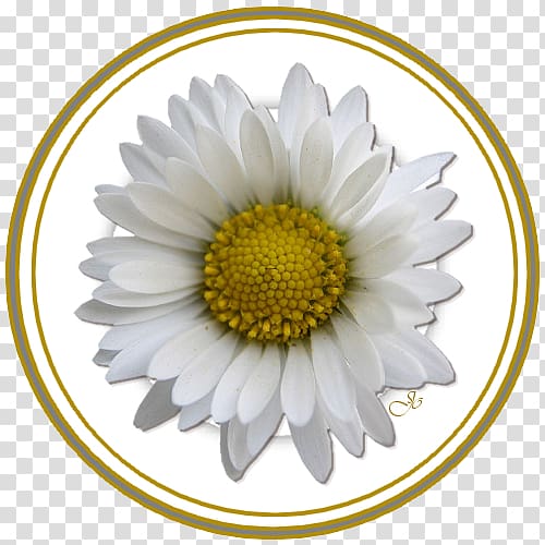 Giphy Flower Drawing White, flower transparent background PNG clipart