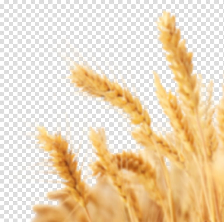 Wheat Portable Network Graphics Cereal Crop, wheat transparent background PNG clipart