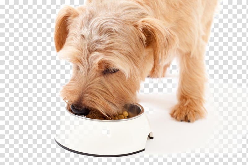 Dog Meal Food Pet Eating, Happy Puppy transparent background PNG clipart