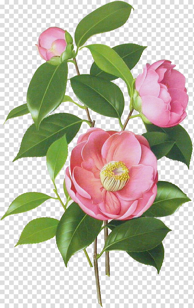 Japanese camellia Botanical illustration Botany Watercolor painting, flower transparent background PNG clipart