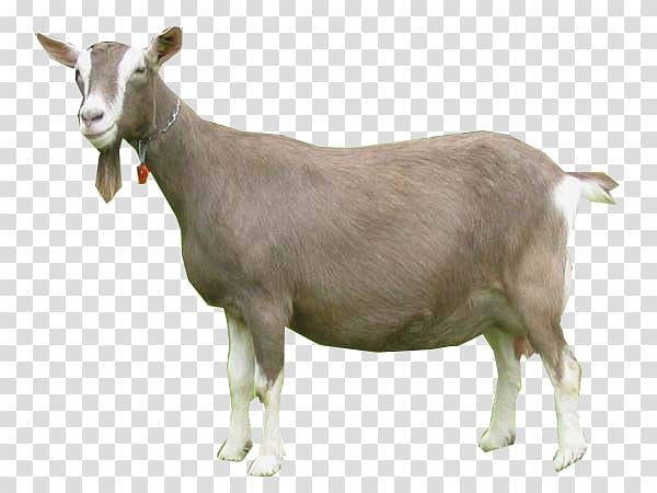 Toggenburg goat Nigerian Dwarf goat Oberhasli goat Pygmy goat Cattle, others transparent background PNG clipart