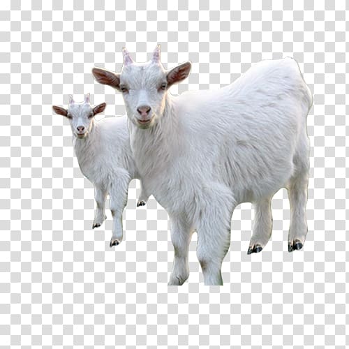 Goat Sheep Price Live, goat transparent background PNG clipart