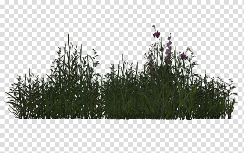 Plant Tree Grasses 3D rendering, desert plants transparent background PNG clipart