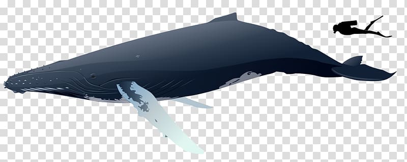 The Humpback Whale Cetacea Silver Bank Sperm whale, whale transparent background PNG clipart