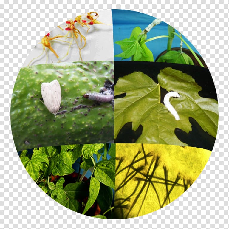 Biological pest control Plant pathology Agriculture Biology, plant transparent background PNG clipart