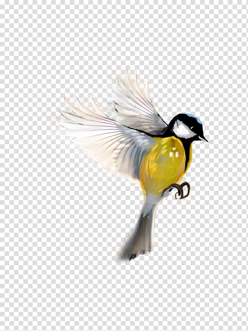 Bird PicsArt Studio editing, awesome transparent background PNG clipart