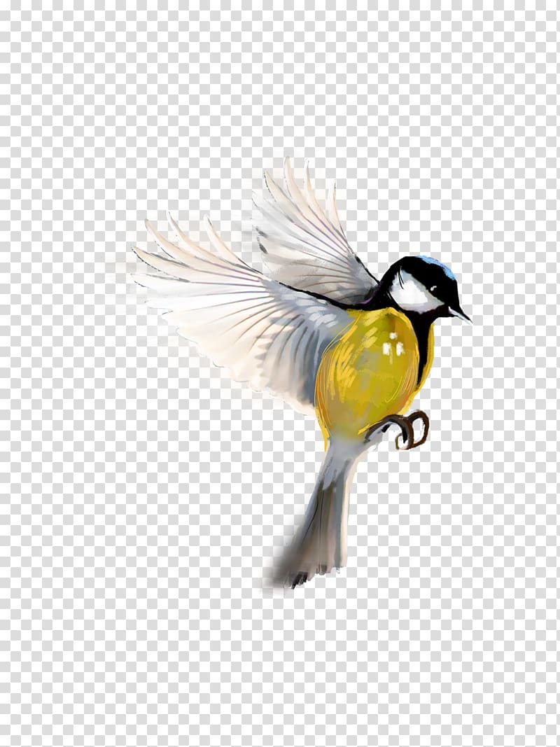 Bird PicsArt Studio editing, awesome transparent background PNG ...