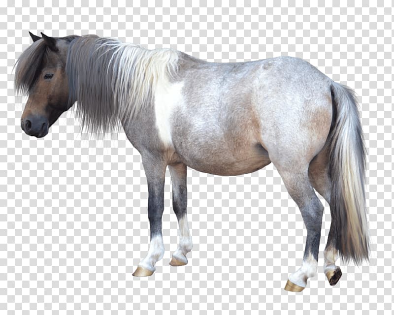 gray horse, Small Horse transparent background PNG clipart