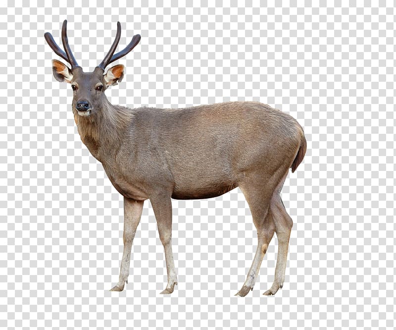 brown deer standing illustration, Red deer Sika deer Chital , deer transparent background PNG clipart