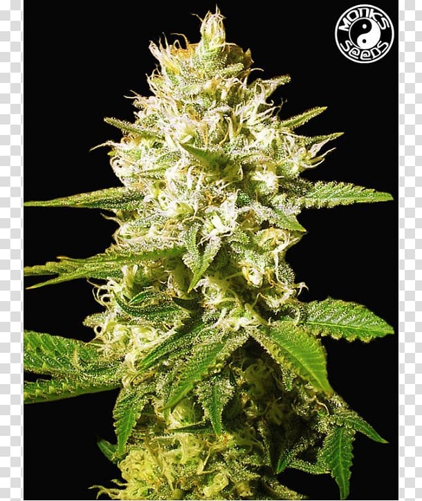 Cannabis Cup White Widow Haze Autoflowering cannabis, cannabis transparent background PNG clipart