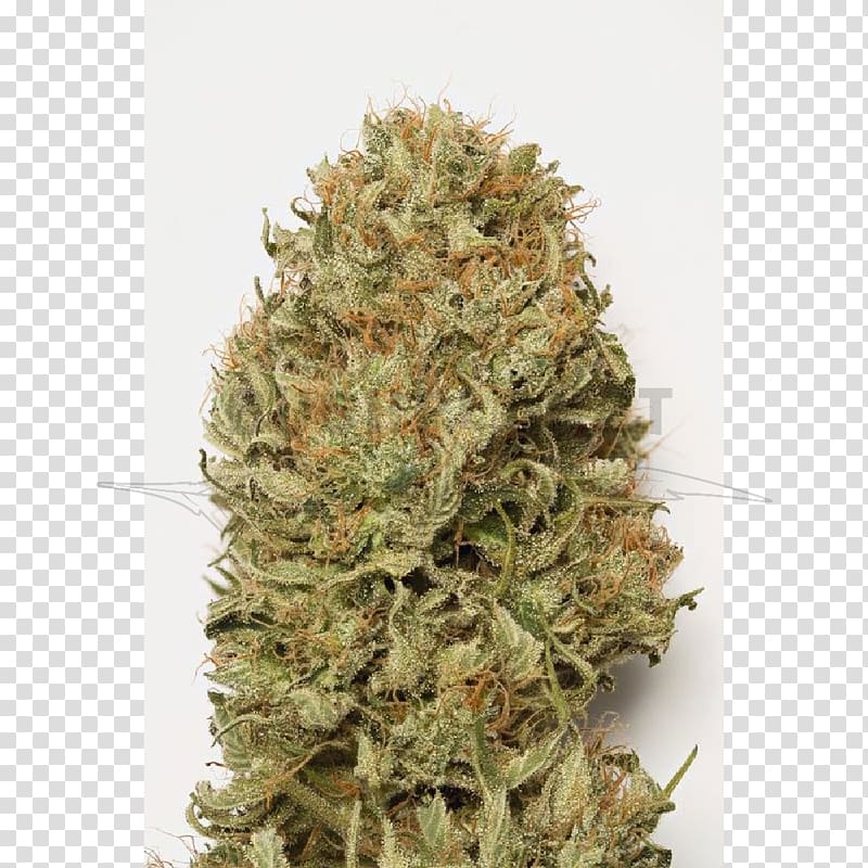 Autoflowering cannabis Dream Seed Cannabis ruderalis Cannabis sativa, Dream transparent background PNG clipart