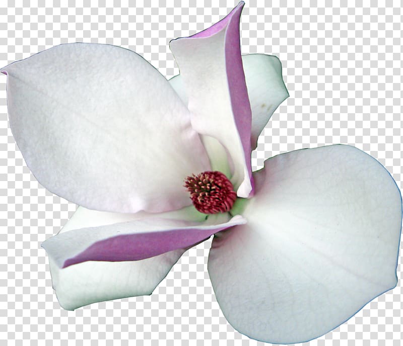 Magnolia Flowering plant , magnolia transparent background PNG clipart