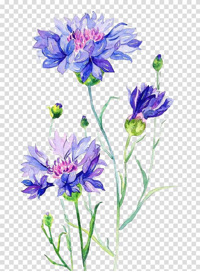 blue cornflower illustration, Cornflower Watercolor painting, 2017 Hand painted cornflower watercolor transparent background PNG clipart