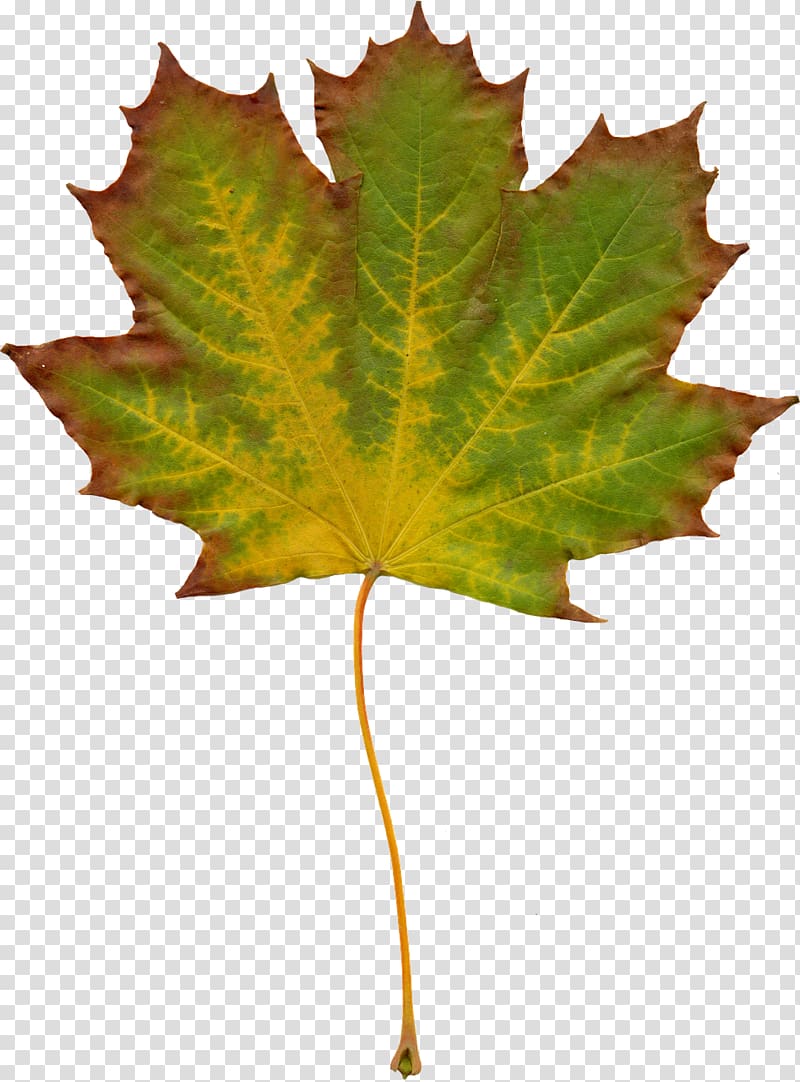 Desktop Nature , autumn leaves transparent background PNG clipart