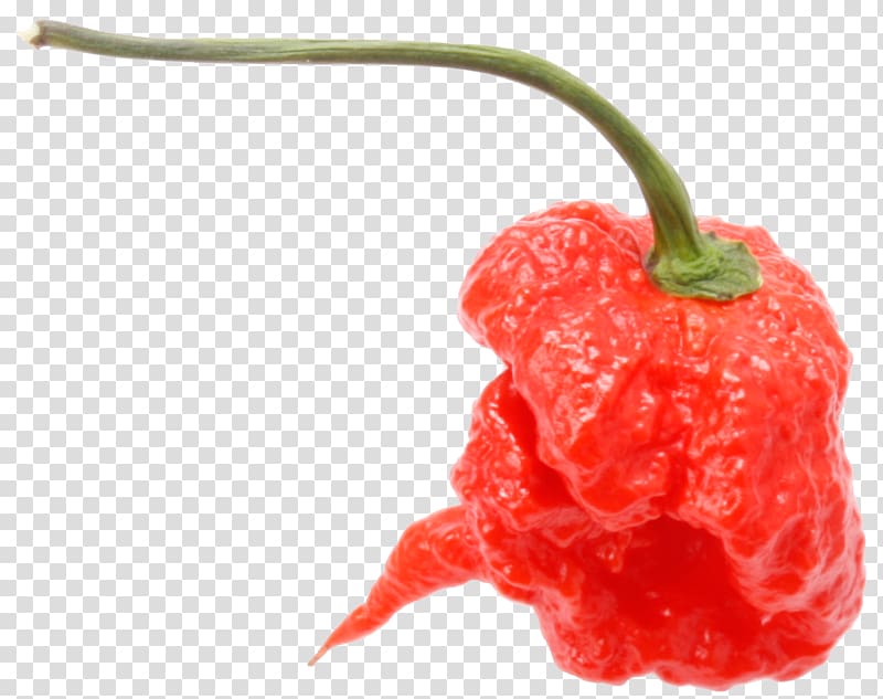 Chili pepper Peperoncino Capsicum annuum Carolina Reaper Scoville Unit, Akshay Kumar transparent background PNG clipart