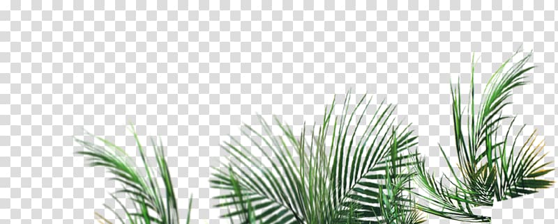 Green, grass transparent background PNG clipart