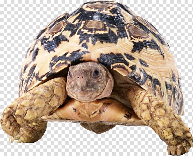 Turtle Tortoise Reptile, Turtle transparent background PNG clipart