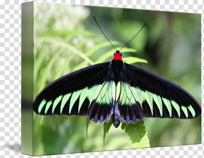 Brush-footed butterflies Gossamer-winged butterflies Moth Butterfly Leaf, butterfly transparent background PNG clipart