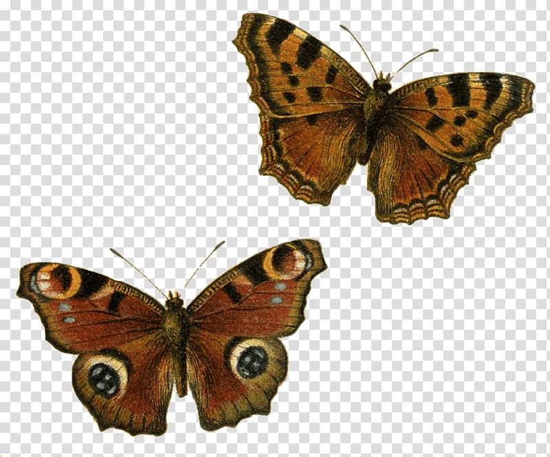 black and brown butterflies, Brown Butterflies transparent background PNG clipart