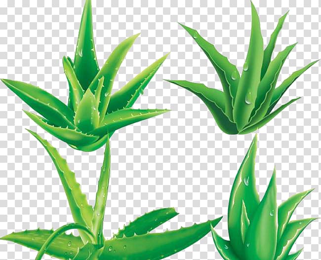 Aloe vera Gel Plant, Aloe leaf decoration material transparent background PNG clipart