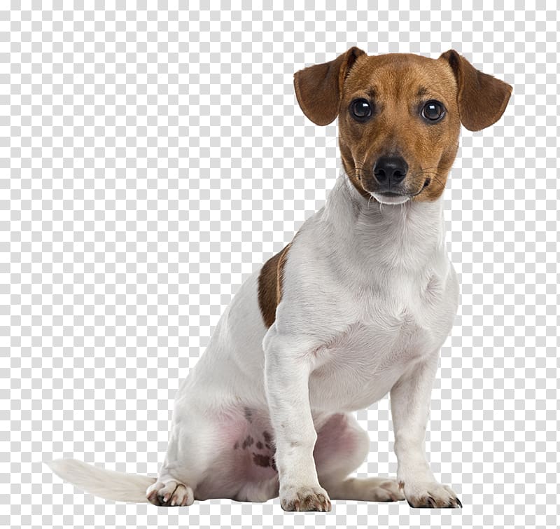 white and tan Jack Russell terrier puppy, Jack Russell Terrier Parson Russell Terrier Staffordshire Bull Terrier American Staffordshire Terrier Puppy, dogs transparent background PNG clipart