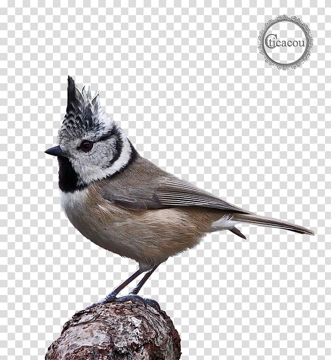 Bird Crete Beak American Sparrows Mésange, Bird transparent background ...