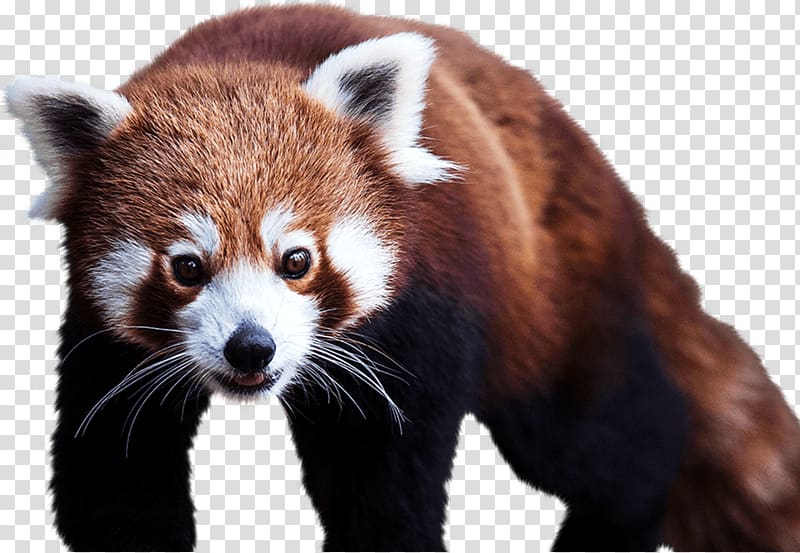 Red panda Giant panda Cheetah Cotswold Wildlife Park Bear, panda transparent background PNG clipart