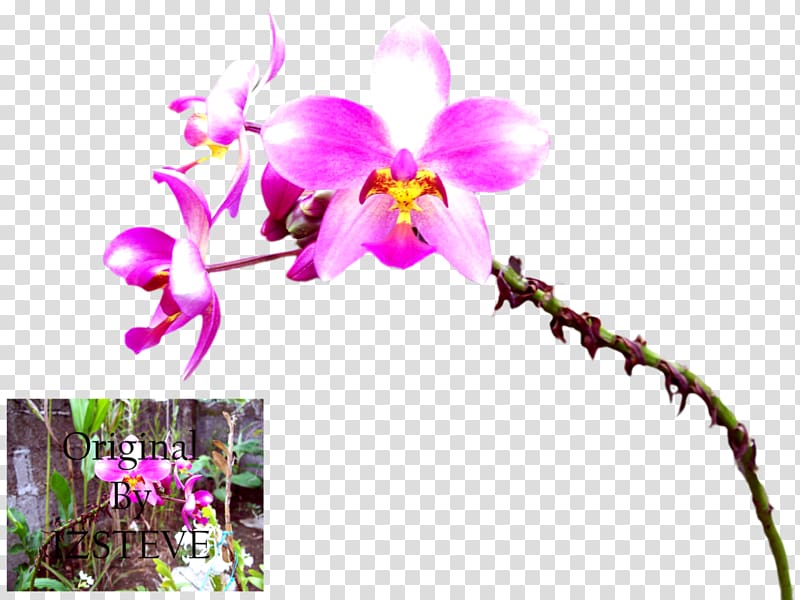 Phalaenopsis equestris Cattleya orchids Dendrobium Plant stem, Orchid leaves transparent background PNG clipart