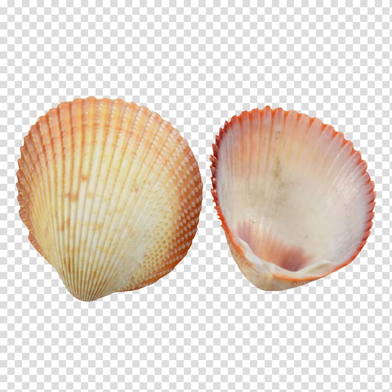 Cockle Clam Seashell Conchology Scallop, seashell transparent background PNG clipart