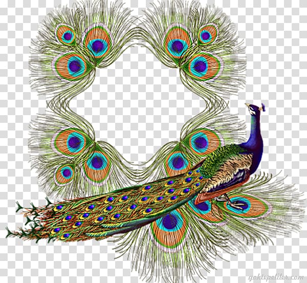 Bird Asiatic peafowl Paper, Peafowl transparent background PNG clipart