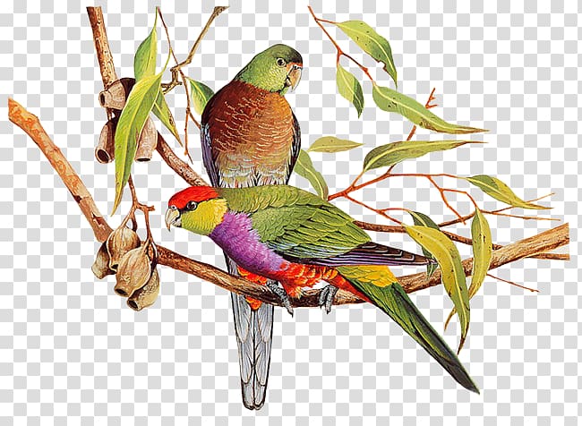 Bird Watercolor painting Parrot Art, Bird transparent background PNG clipart