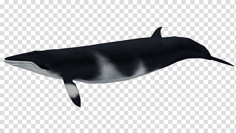 Tucuxi White-beaked dolphin Zoo Tycoon 2 Cetacea Beaked whale, others transparent background PNG clipart