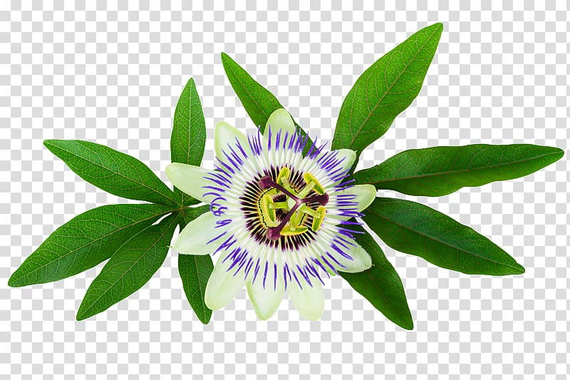 Purple passionflower Passiflora caerulea , plant transparent background PNG clipart
