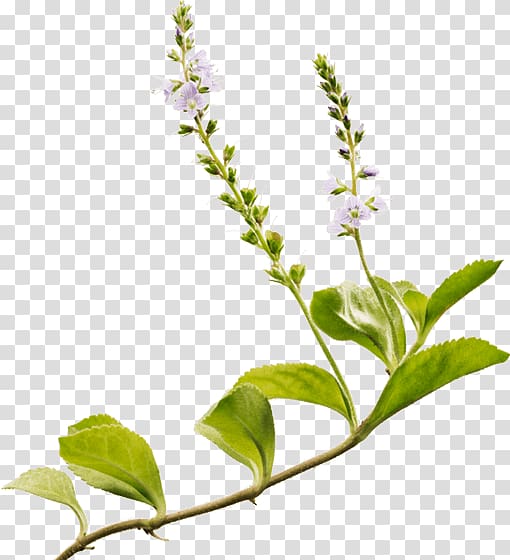 Holy Basil Ricola Herb White horehound Heath speedwell, plantain herb benefits transparent background PNG clipart